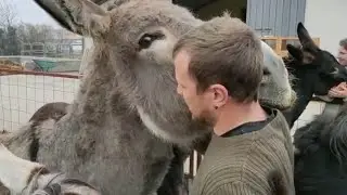 Il campione di boxe che alleva gli asini a Rive d'Arcano: «Il mio sogno è curare gli animali»
