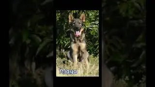 D&iacute;a Internacional Perro de Busqueda y Rescate