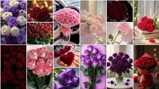 ❤️&zwj;🩹🌹Rose dp pics for WhatsApp Instagram FB|😍💫 Romantic rose bouquet pics❤️&zwj;🩹✨|