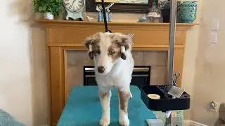 Taco Taping Ears - Miniature American Shepherd / Miniature Australian Shepherd