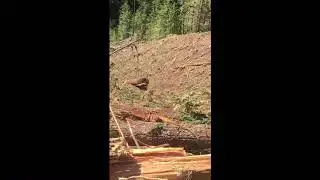 Mini tower madill logging