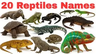 20 Reptiles Name for Kids in English | Preschool Learning Educational Video for Children 