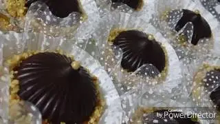 قاطو القبة بالكرامال ..