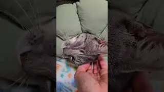 Nelson Nubbs Will Have a Leg Amputation This Week- Kitty Cat Healing After Eye Removal