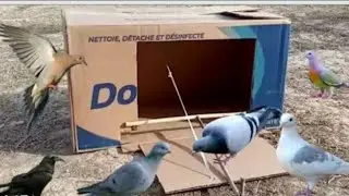 Easy Bird Trap -DIY How To Catch Pigeons With Cardboard Box | Easy Pigeon Trap