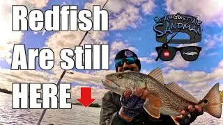 REDFISH are schooled. SNOOK are DEAD