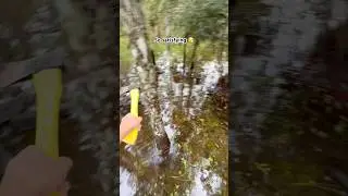 Backyard swamp #tree #satisfying #outdoors #explore