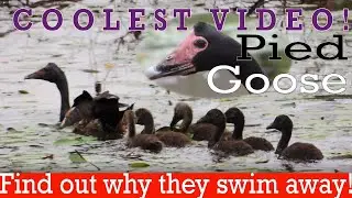 🇦🇺 🦆🐤Coolest Vid | Smart and Quick Reaction| Mum Magpie Goose Threatened &  Exited |  Wildlife 🐤 🦆🇦🇺