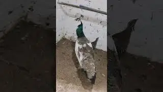 Beautiful Blue Pied Peacock at Home