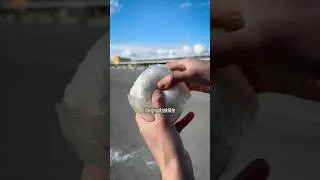 MUHALLEBİ Yumurtayı Korur mu? 🤔 (B&ouml;l&uuml;m 4/4)