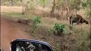 Collarwali tigress and cubs killed Indian gaur | Tadoba tiger reserve