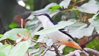 VARIED TRILLER