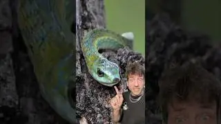 Бумсланг &mdash; это СТРАШНО