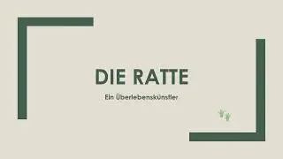 Die Ratte einfach und kurz erkl&auml;rt