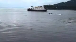 Alaska's Inside Passage - Whales