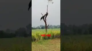 peacock #indian dancing|| bird hobbies #viralshort #tranding #gujarat