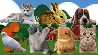 The best cute and fanny animal. Animals farm, forest, jungle. Part 33