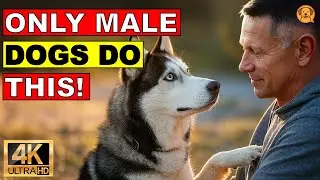 9 Adorable Ways Male Dogs Show Love ❤️ (Number 3 Will Melt You!)