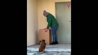 Delivery man warms a homeless dog's heart #shorts