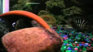 parrot hybrid spawn behavior.MOV