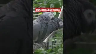 African grey parrot I facts I facts in Hindi I Birds Facts I African parrot facts I #shorts #parrot