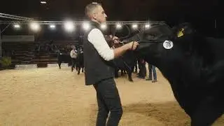 Angus - Siegerauswahl