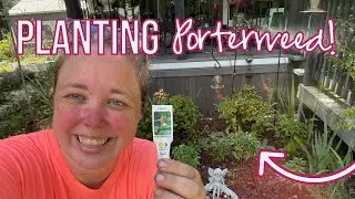Planting Porterweed in the Garden (Zone 9b)