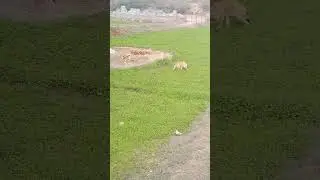 my village | my village life | mere khet ki khubsurti | mere khet ki hariyali | dehati culture