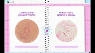Cuaderno de Histolog&iacute;a