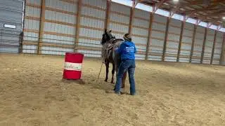 Boomer 4 yo gelding for sale