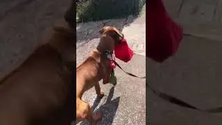 Rhodesian ridgeback puppy helping
