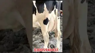 Cholistani Friesian Sahiwal Friesian Cross Cow In Salam Bhalwal | Mandi Star
