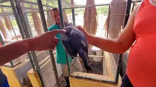 Miky garcia nos muestra su método de crianza y reproducción de sus animales