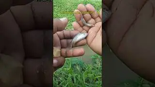 Mancing Uceng Wader Pakai Kail Neo Carbon 0,5 Umpan Go Potato double Strike 16