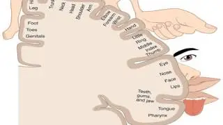 Mechanisms of Chronic pain Group fitness 5 12 2016
