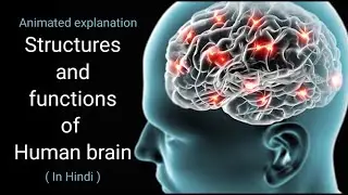 Structures and functions of Human Brain | in Hindi | by Sarita Tunni