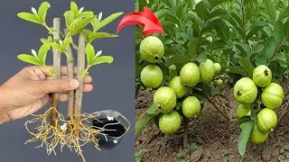 УНИКАЛЬНАЯ ТЕХНИКА / Использование Coca-Cola для стимуляции роста и плодоношения гуавы