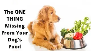 Improve Your Dog&rsquo;s Skin, Coat, And Health With This One Simple Thing!