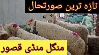 Bakra Mandi Kasur|Latest Update about Bakra Mandi|#goat farming #goat #goat farming business #animal