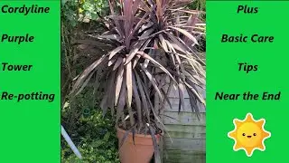 Cordyline Purple Tower Repot and Care