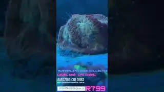 Australian Moon corals for sale. All tropical marine aquarium and fish tank supplies safely shipped.