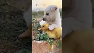 Quackers  Hilarious Adventures of a Funny Duck and Dog Duo #shorts😀😎😍😛