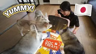 Japan Dog Treats Haul, Taylor Swift Eras Tour Concert and MORE!