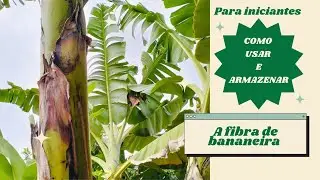 Como utilizar e armazenar a fibra da bananeira