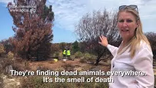 Wildlife Rescues in Australia | Bushfire Response | Joey Kangaroo | SPCA International