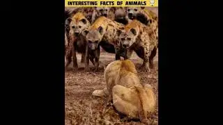 interesting facts of animals 🤯| fact | facts in hindi | amazing facts | #shorts