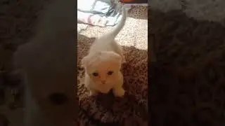 millikotelnikova@gmail.com #продажакотят #виделивидео#котята #котенок #котики #забавныеживотные#мило