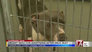 Urgent need for animal adoptions after Cumberland County drug bust
