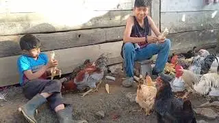 DANDO A COMER  LAS GALLINAS EN LOS CAMPOS 