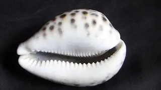 Tiger Cowry - Cypraea tigris - T&iacute;grisku&eth;ungar - Skeld&yacute;r - Hitabeltissniglar - Sj&aacute;vard&yacute;r